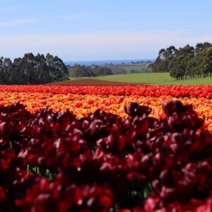 Coastline Tours invites you to explore North West Tasmania's blossoming beauty. Join our guided tours for an immersive experience among vibrant flowers, adding a touch of natural wonder to your journey.
