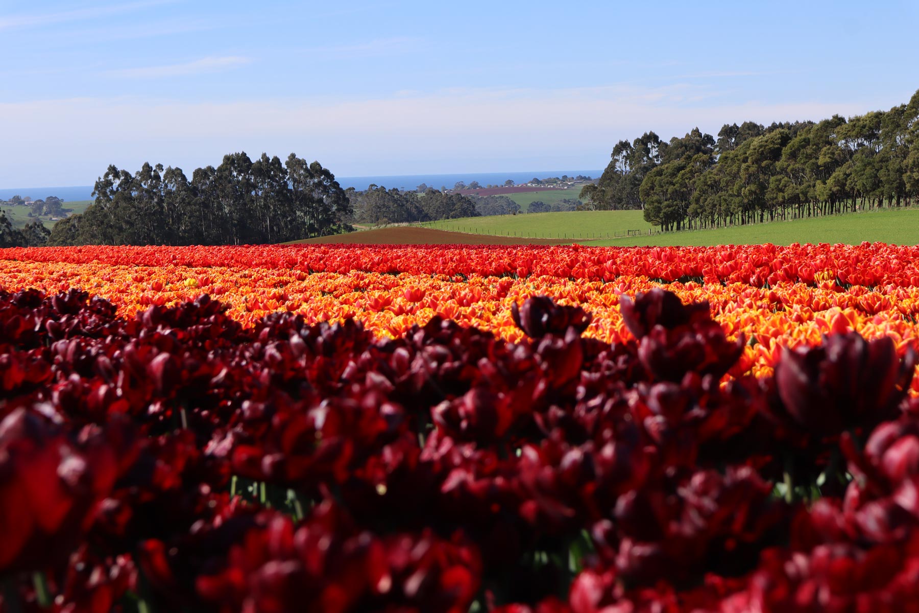 Coastline Tours invites you to explore North West Tasmania's blossoming beauty. Join our guided tours for an immersive experience among vibrant flowers, adding a touch of natural wonder to your journey.