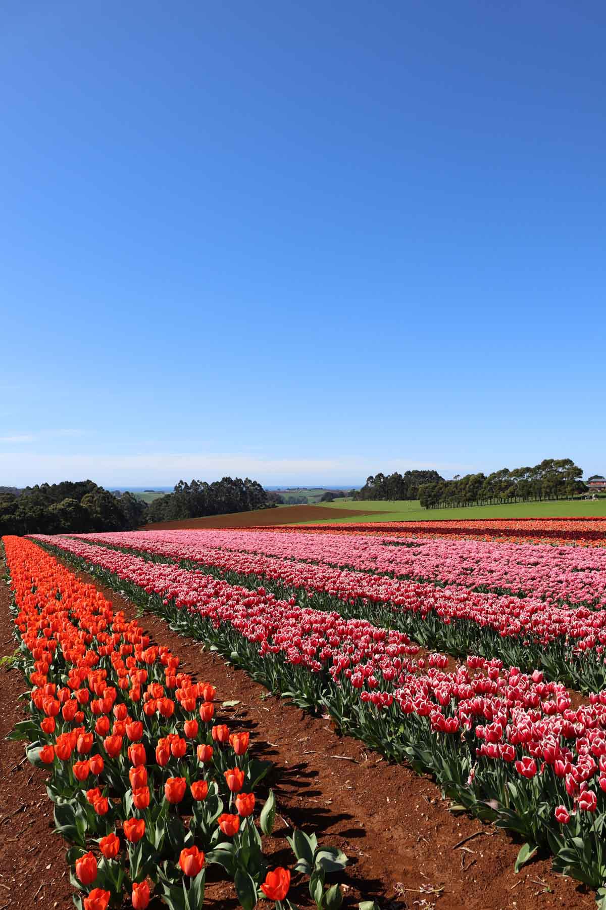 Coastline Tours Tasmania presents an enchanting journey to a private tulip farm. Discover the North-West's charm, book your spot now!