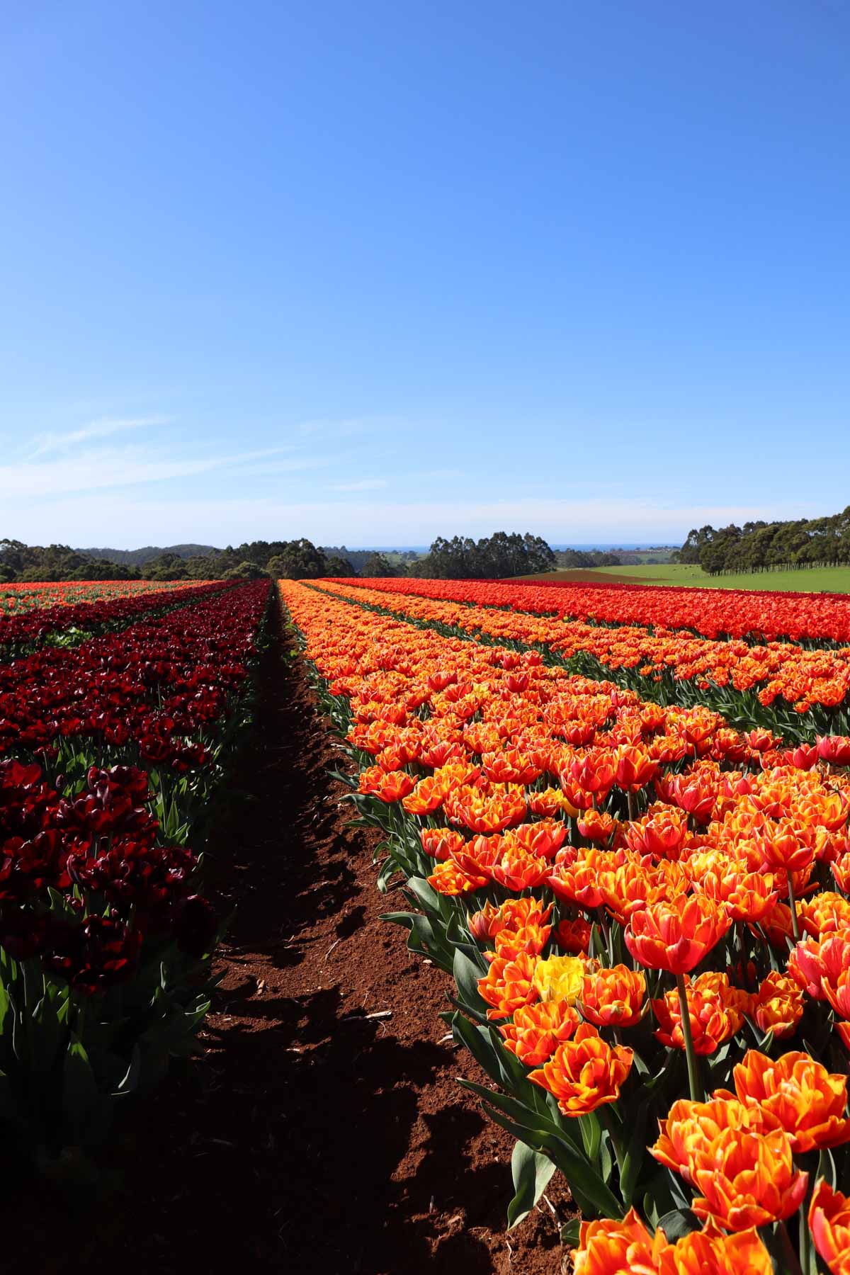 Capture yourself amidst blooming tulips on our exclusive farm tour. Limited spots available for a magical experience – book now!