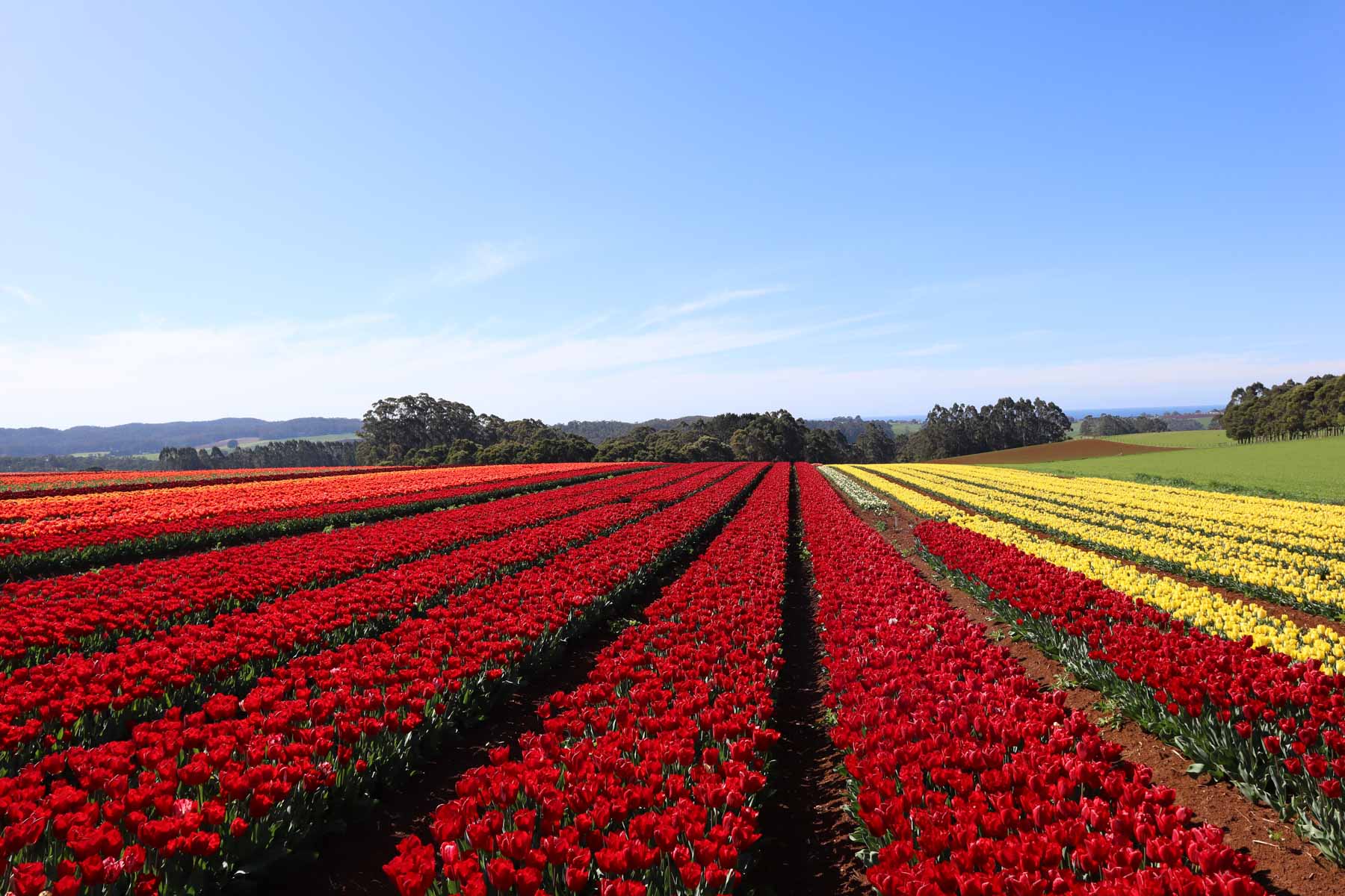 Coastline Tours Tasmania presents an enchanting journey to a private tulip farm. Discover the North-West's charm, book your spot now! 2