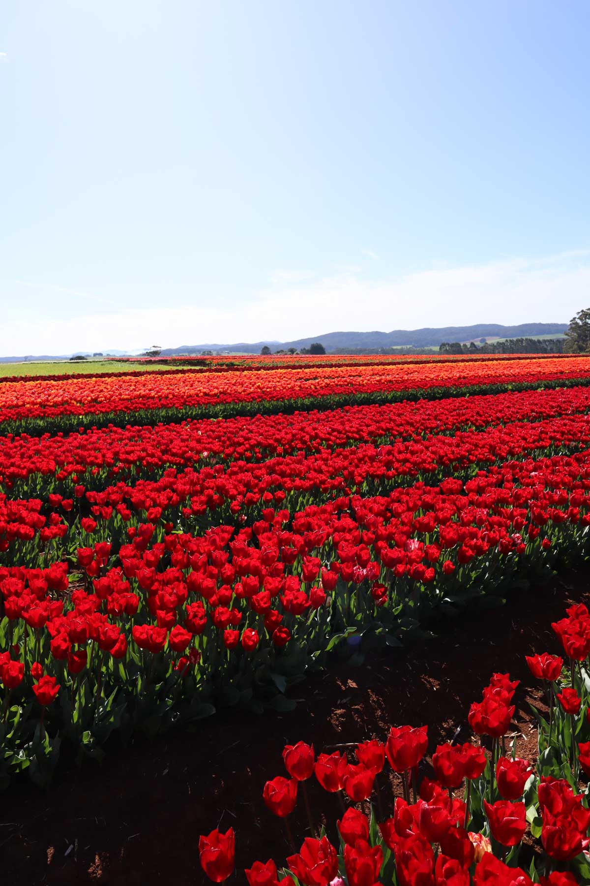Capture yourself amidst blooming tulips on our exclusive farm tour. Tip toe amongst the tulips. Limited spots available – book now!