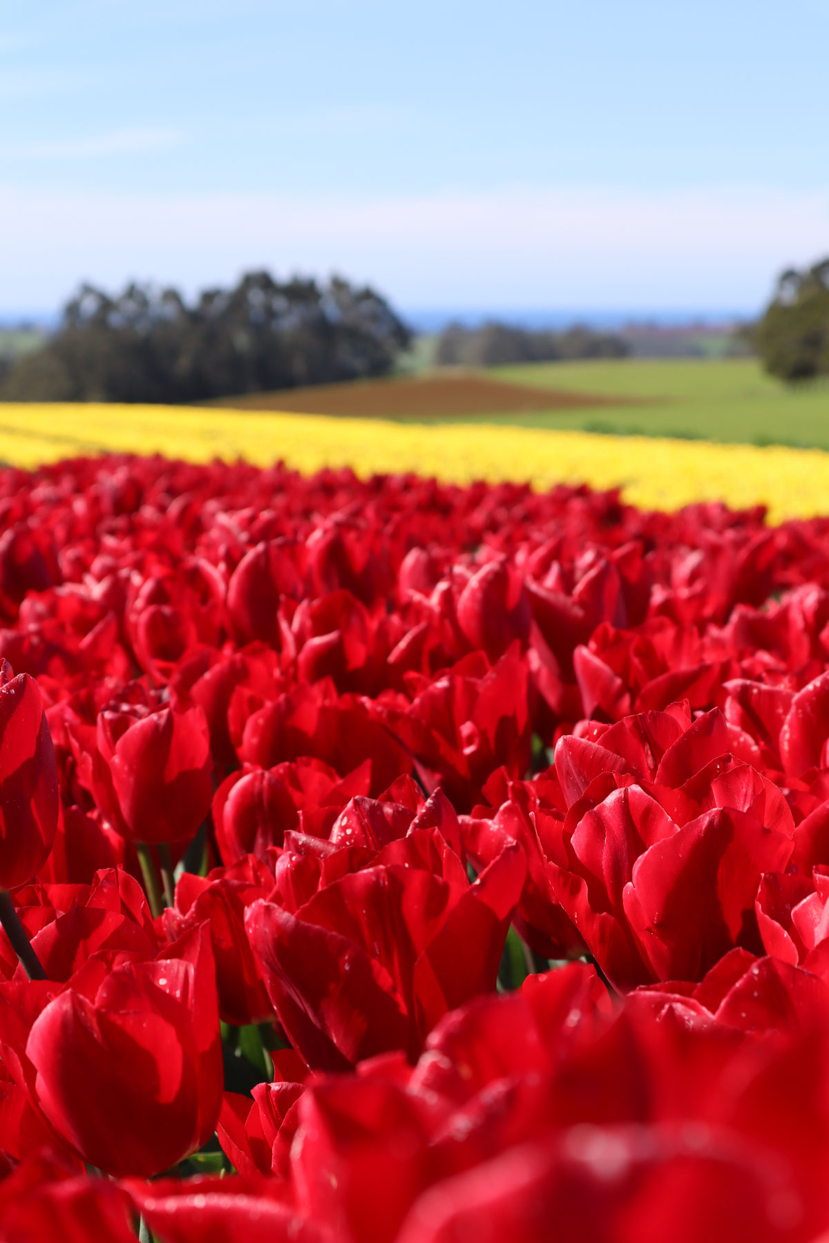 Explore North-West Tasmania with Coastline Tours. Join our exclusive tulip farm adventure and capture vibrant memories amidst blooming tulips. 1