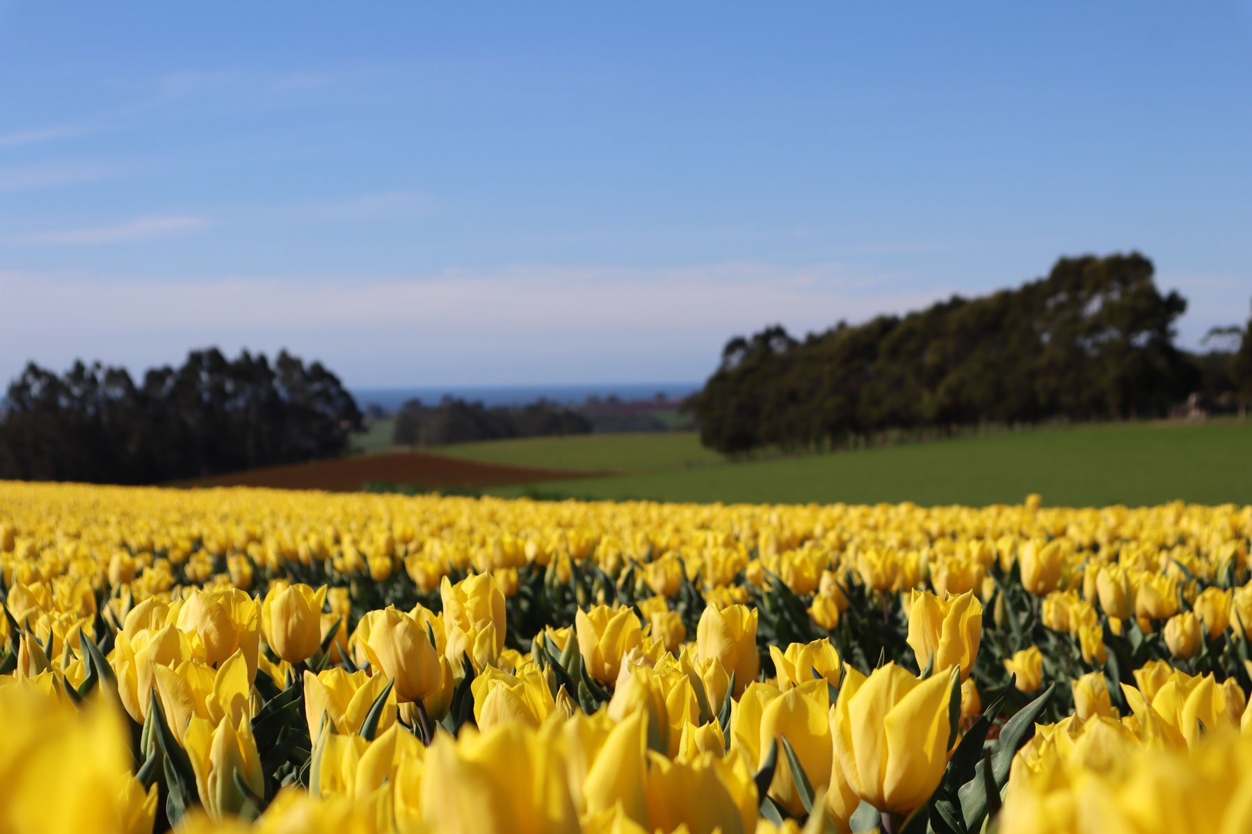 Capture the essence of North-West Tasmania on our tulip farm tour with Coastline Tours. Limited spots – book now and create lasting memories.