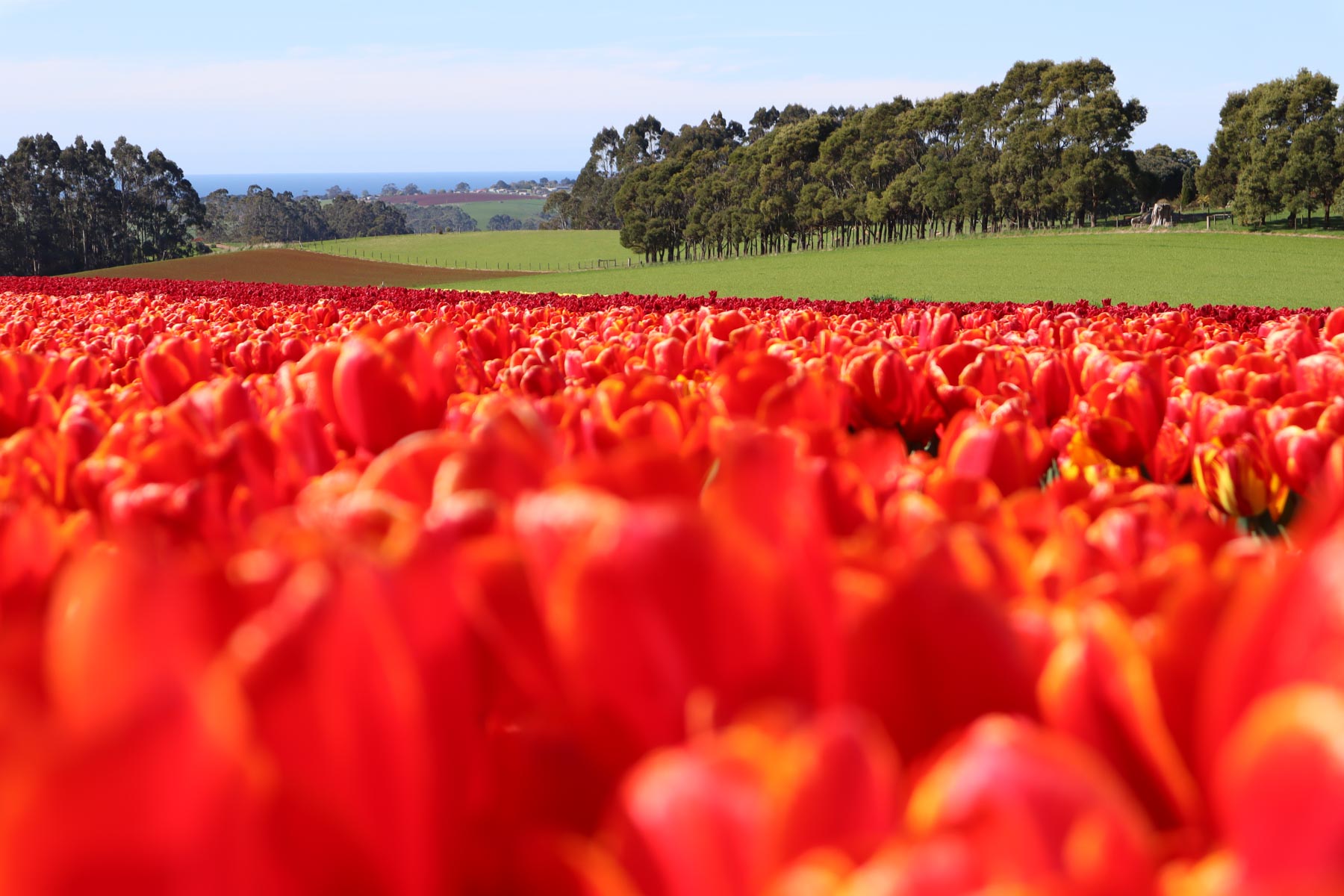 Capture yourself amidst blooming tulips on our exclusive farm tour. Limited spots available – book now!