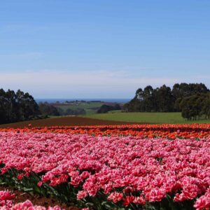 Immerse in North-West Tasmania's beauty with Coastline Tours. Secure your spot on our guided tulip farm tour for vibrant memories.