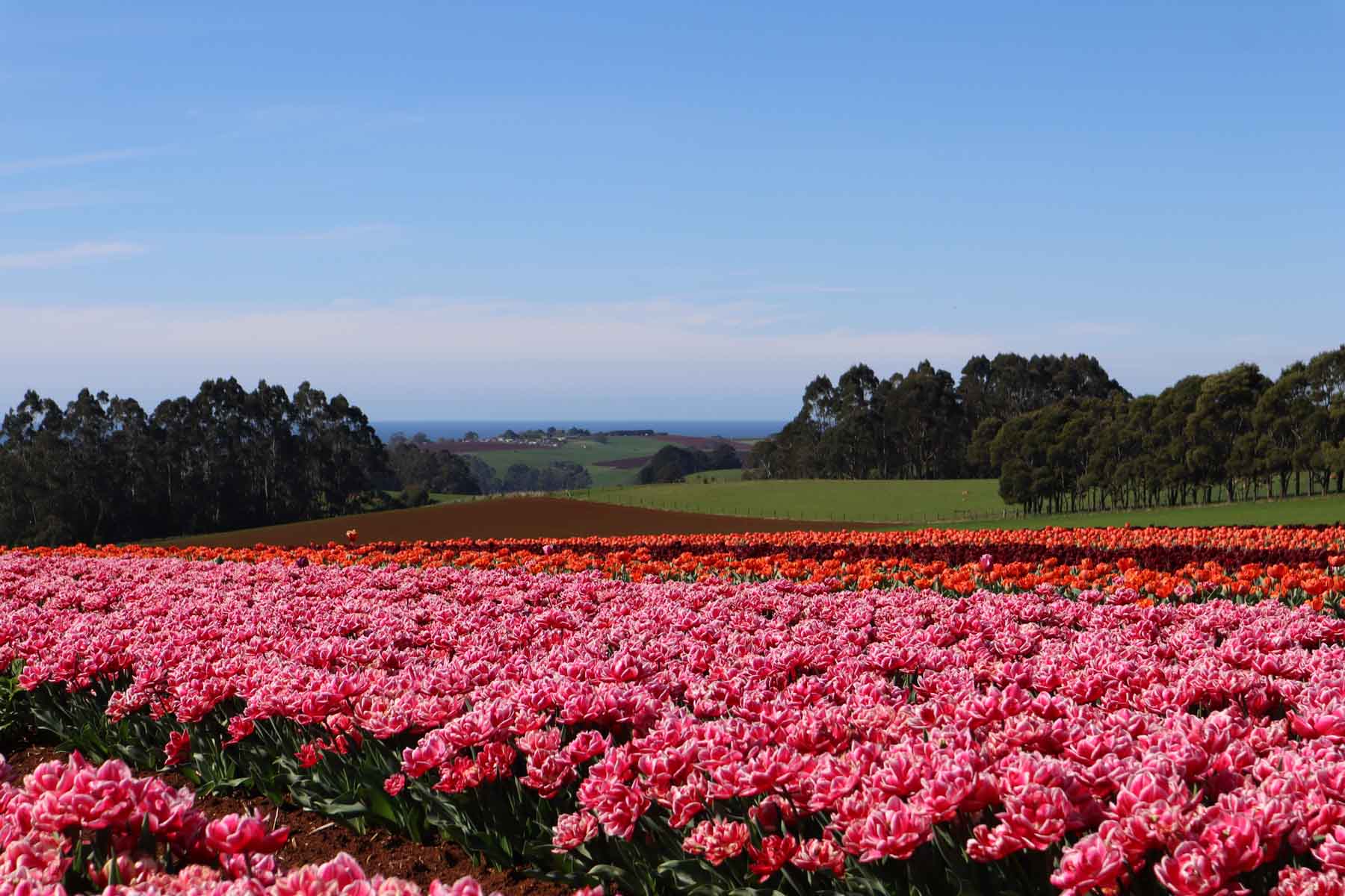Immerse in North-West Tasmania's beauty with Coastline Tours. Secure your spot on our guided tulip farm tour for vibrant memories.