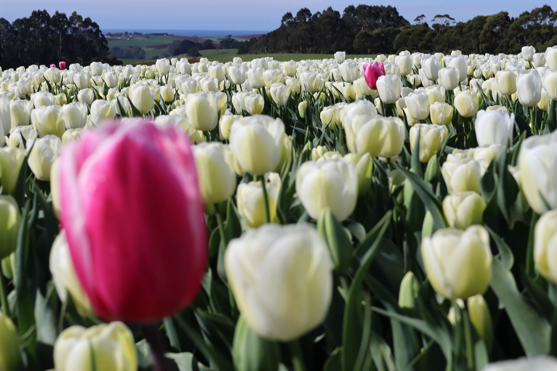 Capture yourself amidst blooming tulips on our exclusive farm tour. Limited spots available – book now! 2